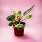 Philodendron Birkin - 6 inch