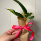 Mini Plant Bouquet 🩵