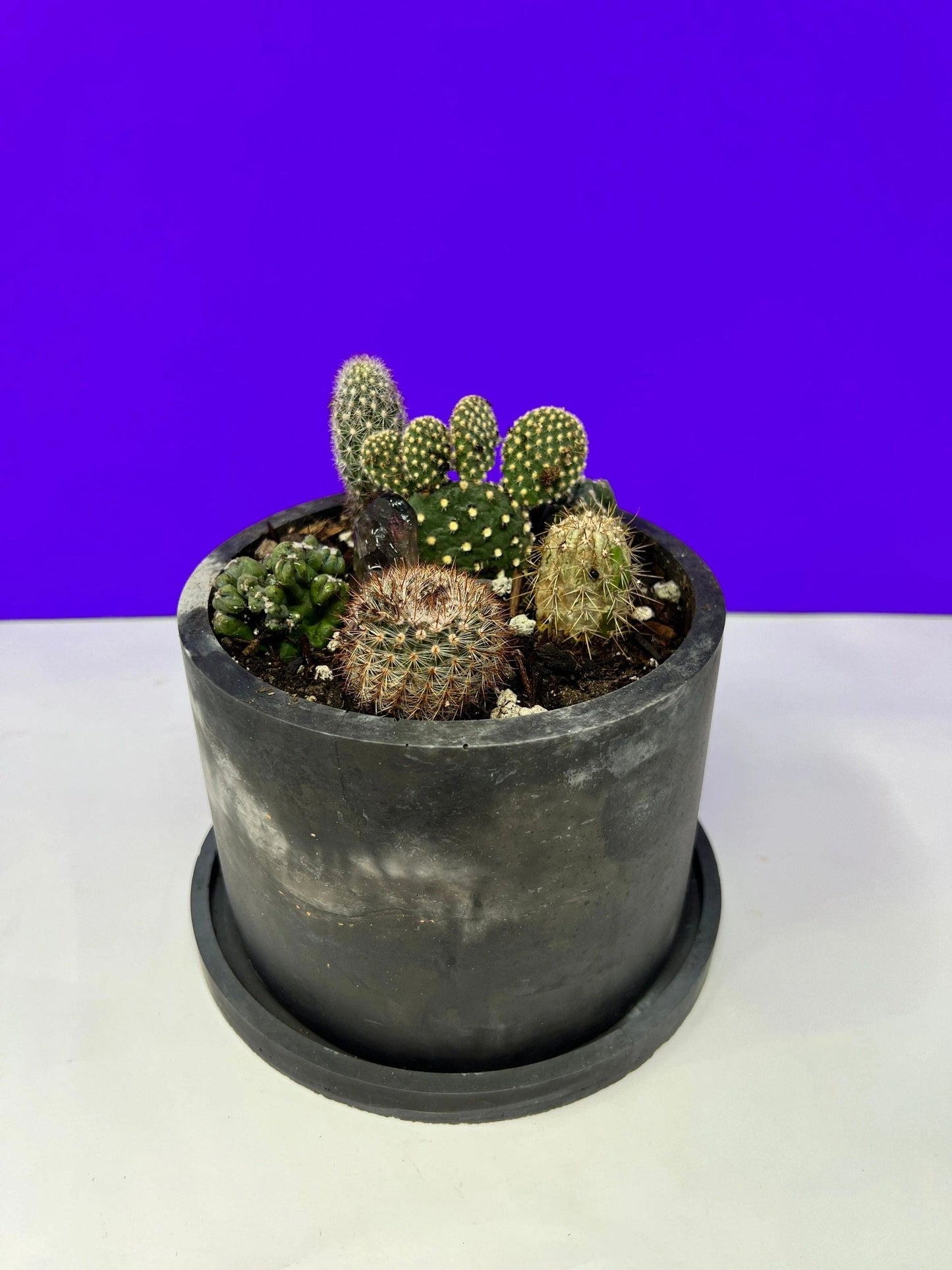 Custom Cactus Arrangement