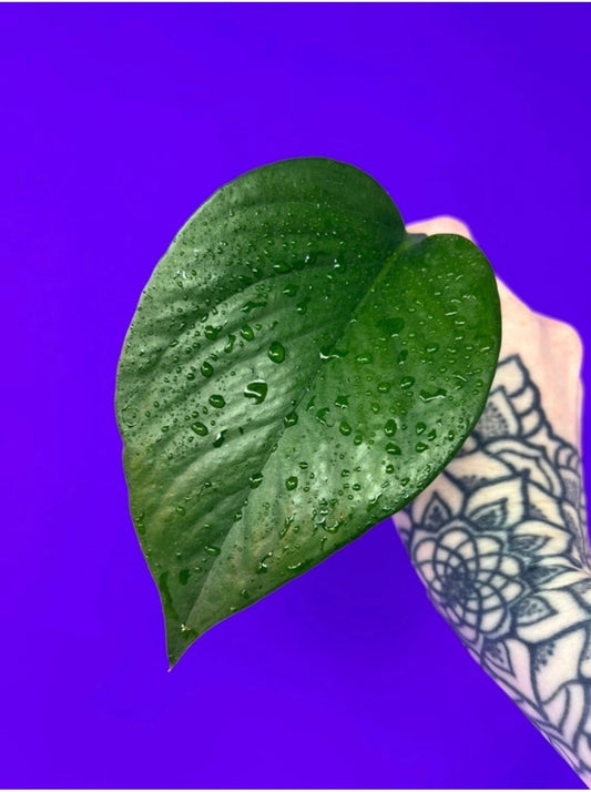 Jade Pothos Cutting - Unrooted
