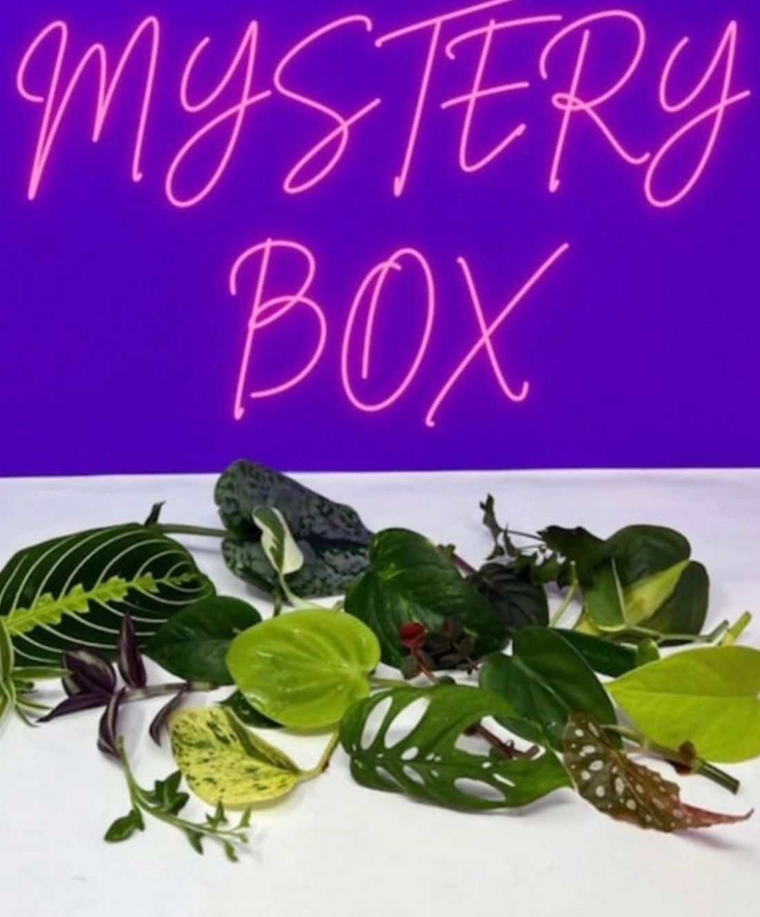 Mystery cuttings box!