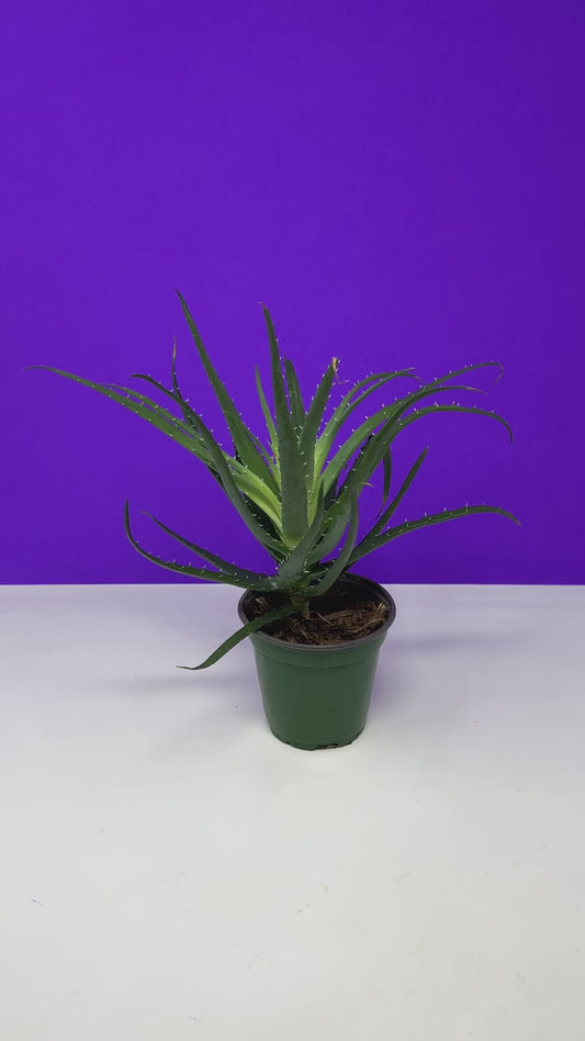 Aloe Vera Hedgehog - 4 inch Plant