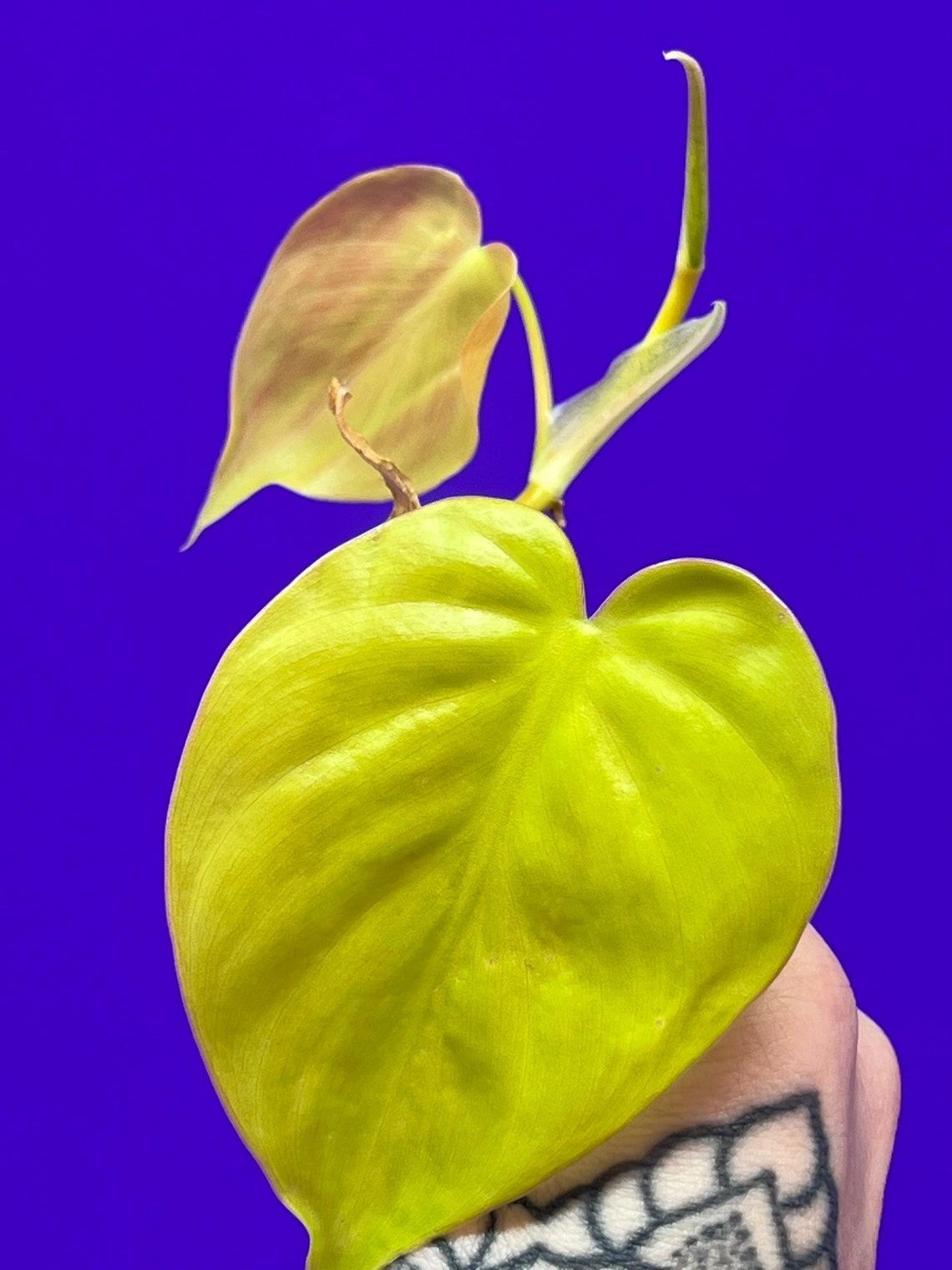Lemon Lime Philodendron Cutting - Unrooted