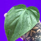 Heart Leaf Philodendron Cutting - Unrooted