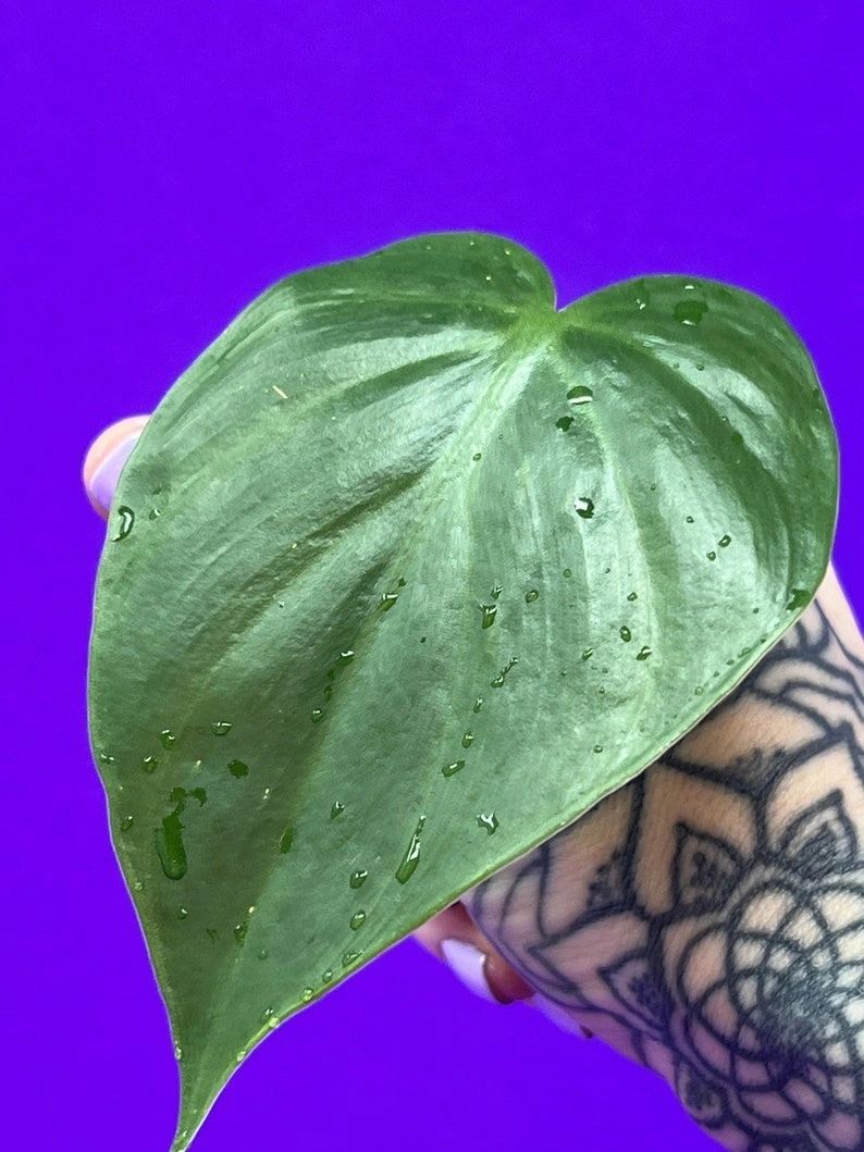 Heart Leaf Philodendron Cutting - Unrooted
