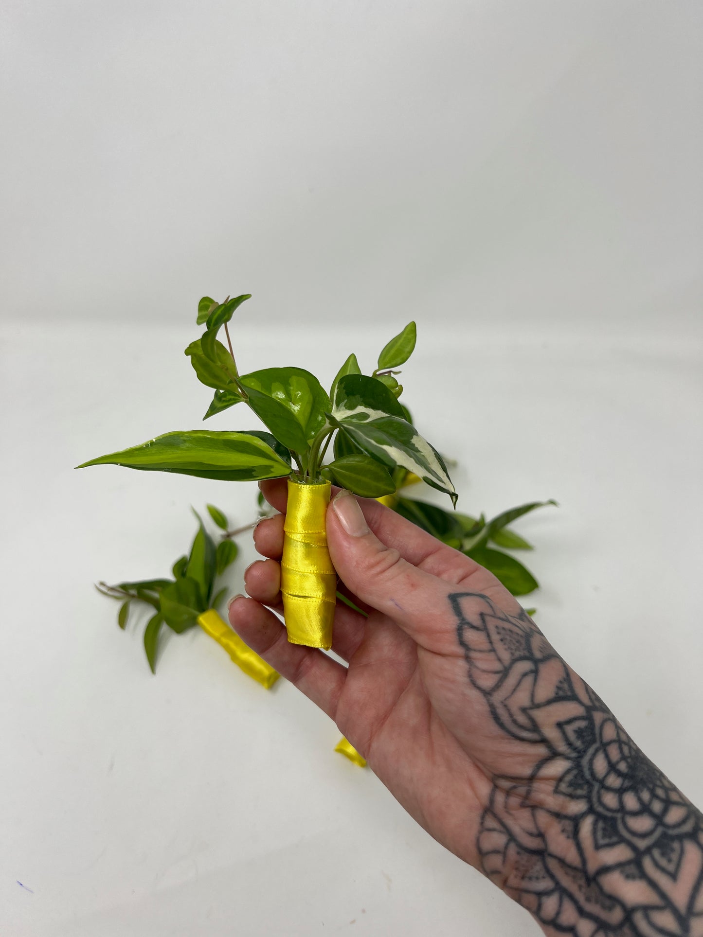 Plant Boutonniere