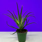 Aloe Vera Hedgehog - 4 inch Plant